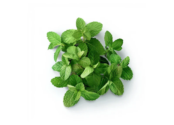Menthe bio